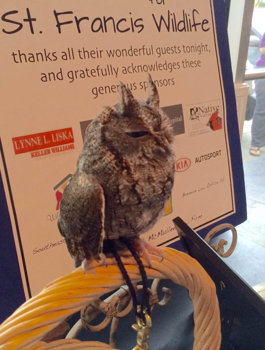 A St. Francis Wildlife thank-you sign for event sponsors with a live owl perched beside it.